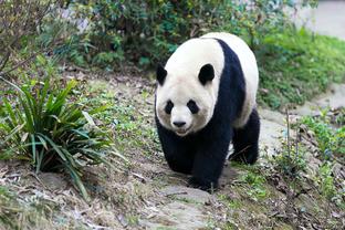 费莱尼谈加盟泰山：19年巴黎对我有意，但泰山队已经追求了我两年